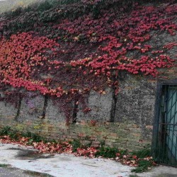 Oživljavanje Petrovardinske tvrđave kulturom